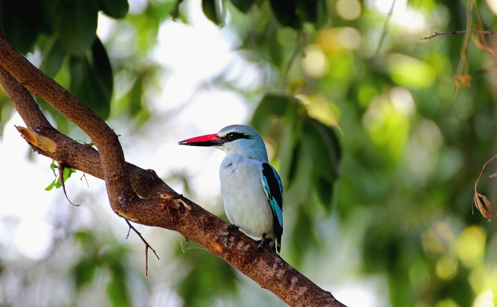 Woodland Kingfisher (Senegalliest)