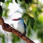 Woodland Kingfisher (Senegalliest)