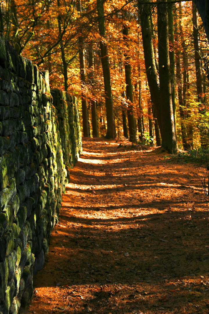 woodland scene