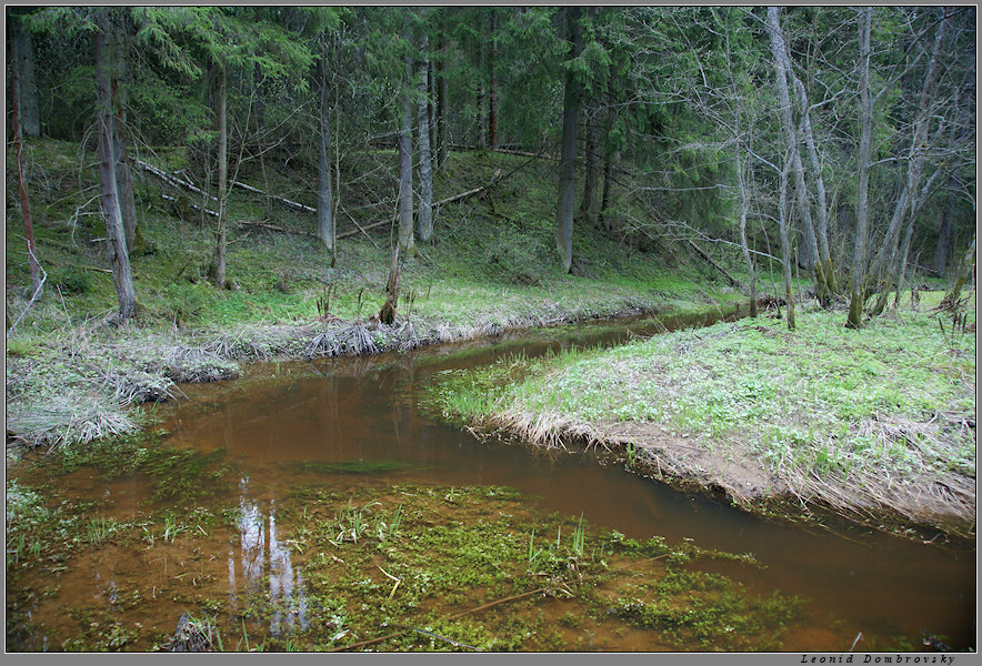 Woodland scenery