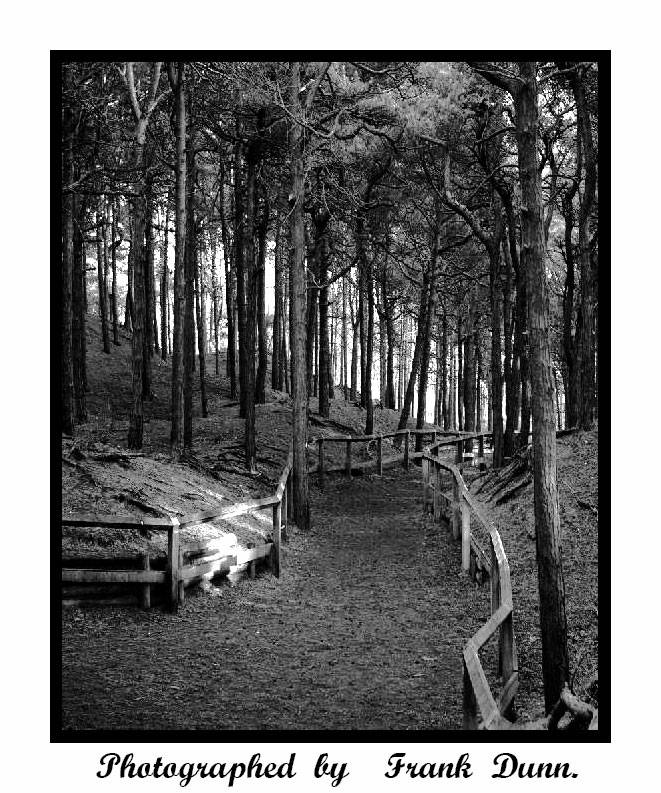 woodland walk 2