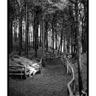 woodland walk 2
