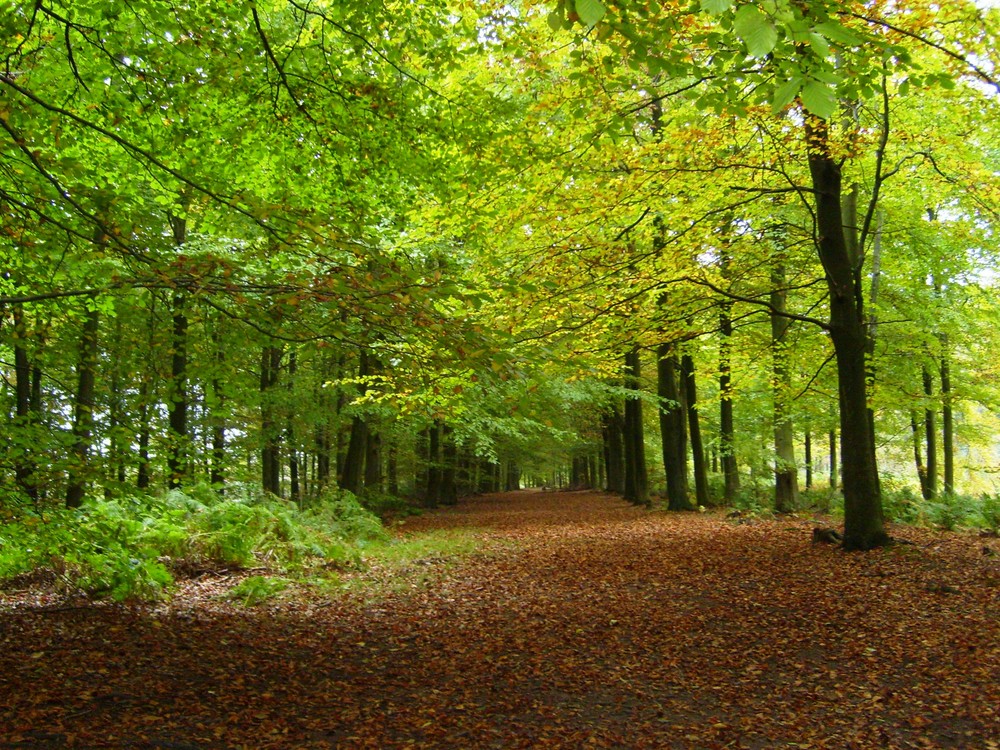 Woodland Walk - Autumn Scene