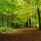 Woodland Walk - Autumn Scene