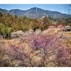 Woodlands blooming plum-1