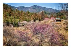 Woodlands blooming plum-1