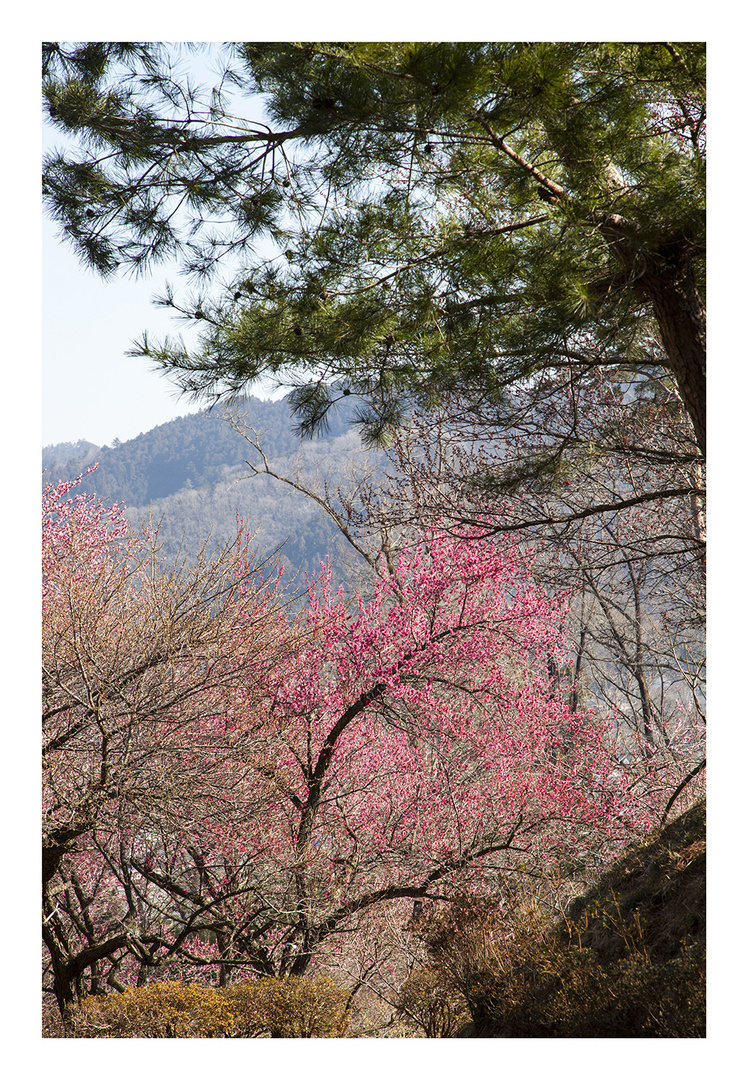 Woodlands blooming plum-2