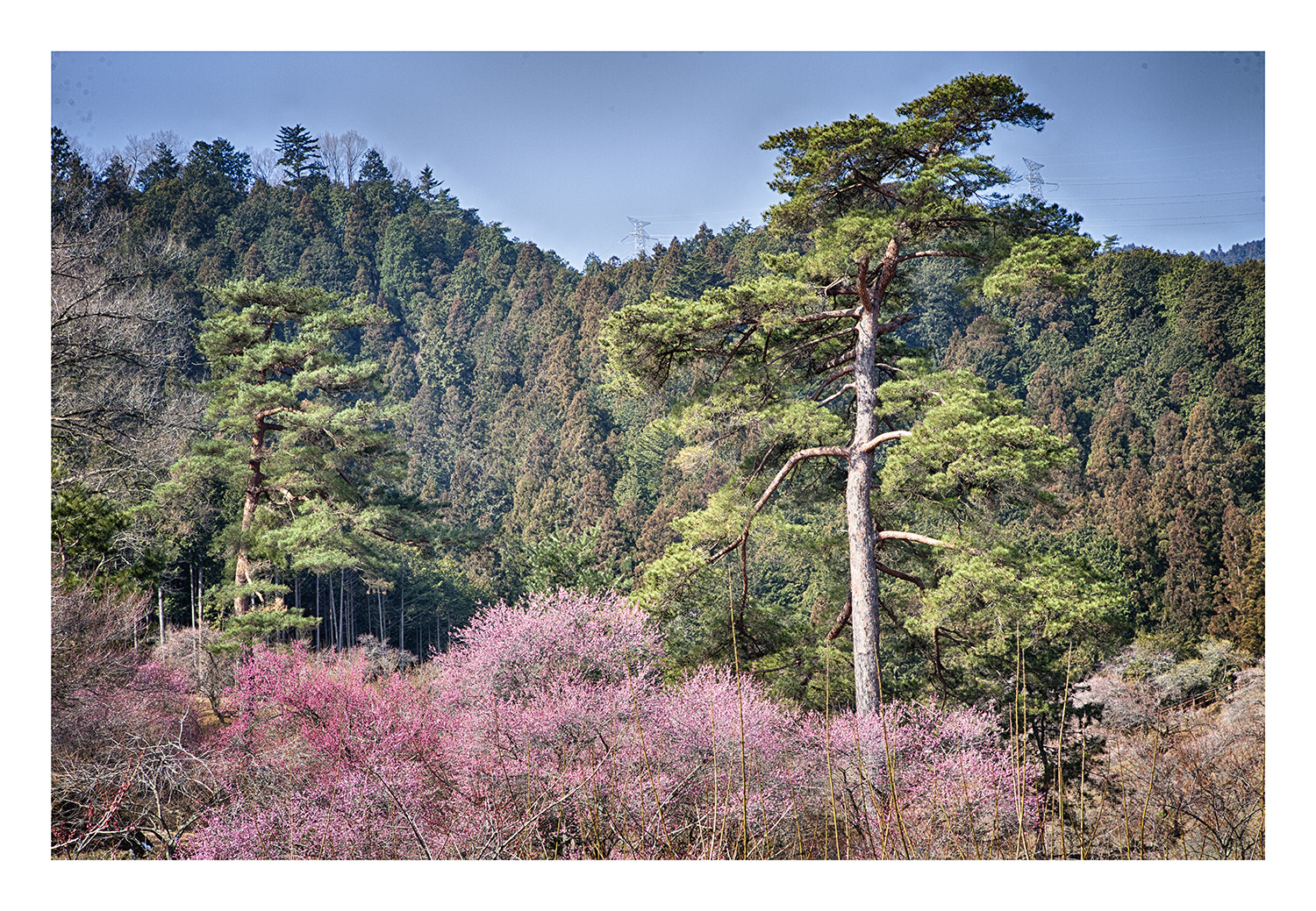 Woodlands blooming plum-3