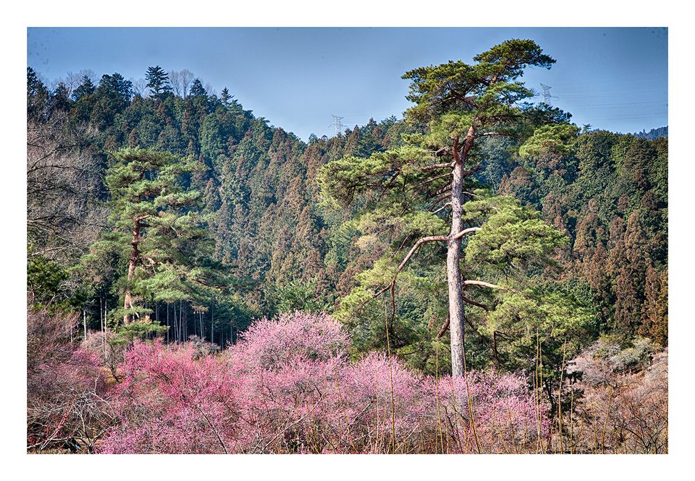 Woodlands blooming plum-3