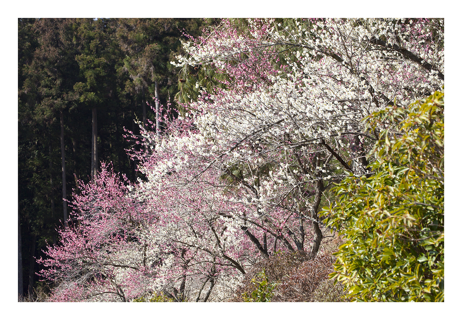 Woodlands blooming plum-5
