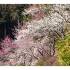 Woodlands blooming plum-5