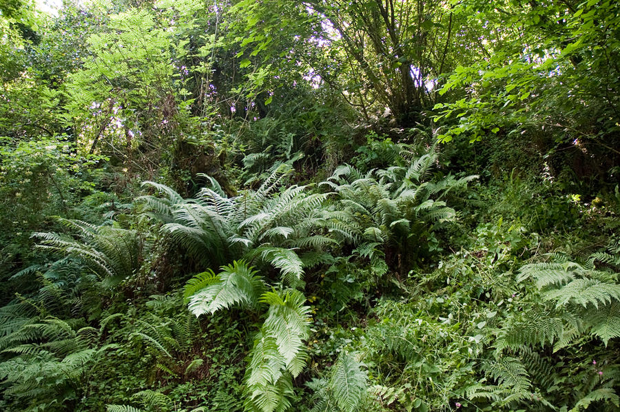 Woodlands in Devon