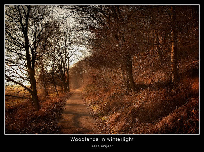 Woodlands in Winterlight