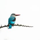 Woodlands Kingfisher