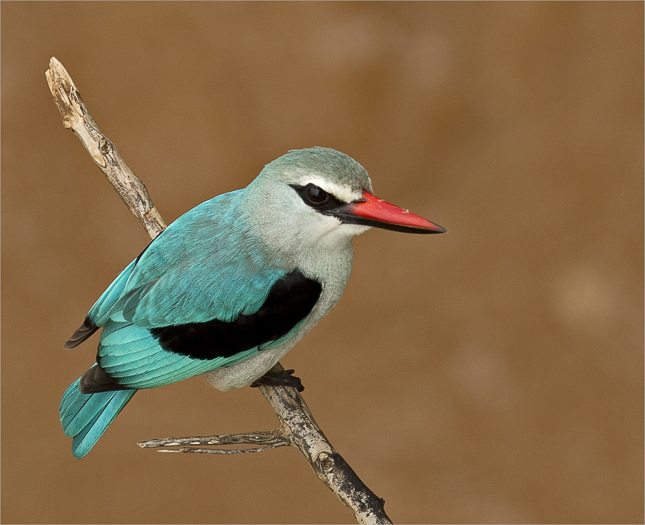 Woodlands kingfisher