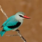 Woodlands kingfisher