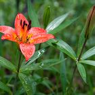 Woodlily