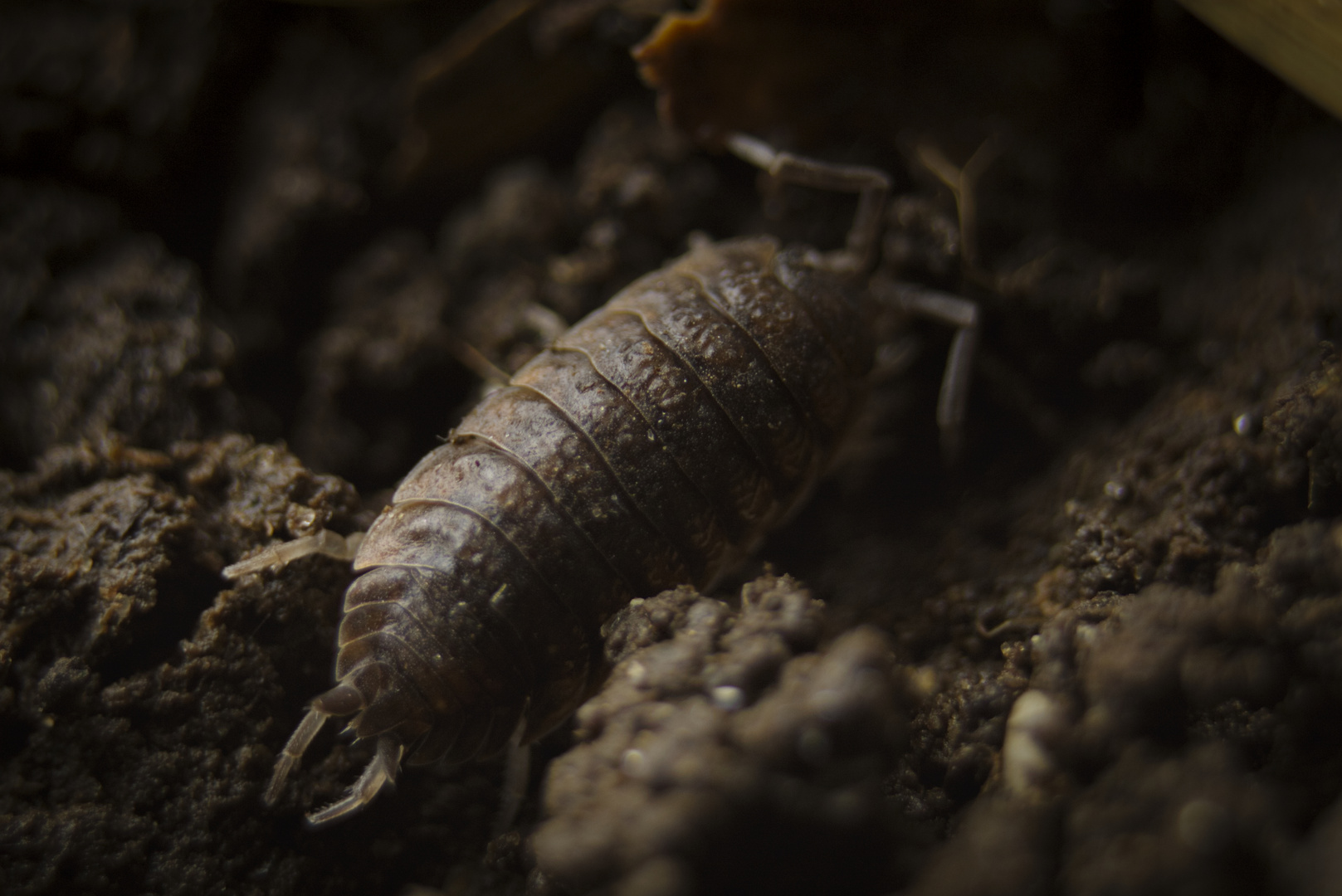 Woodlouse