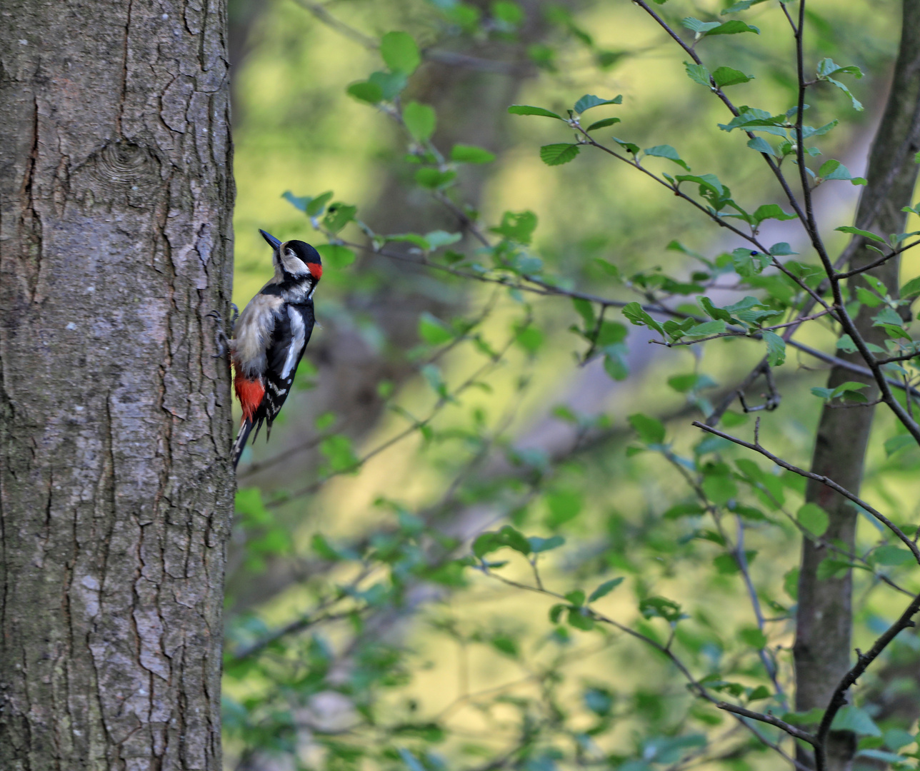 woodpecker 