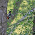 woodpecker 