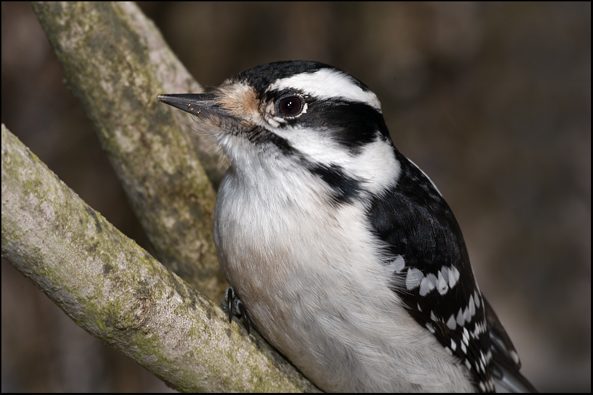 Woodpecker