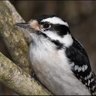 Woodpecker