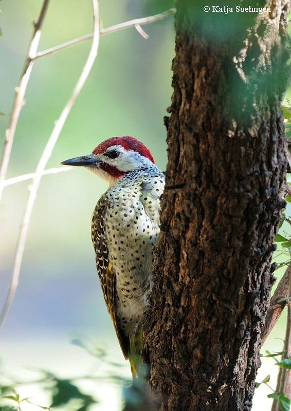 Woodpecker