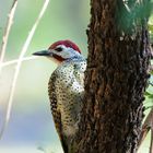 Woodpecker