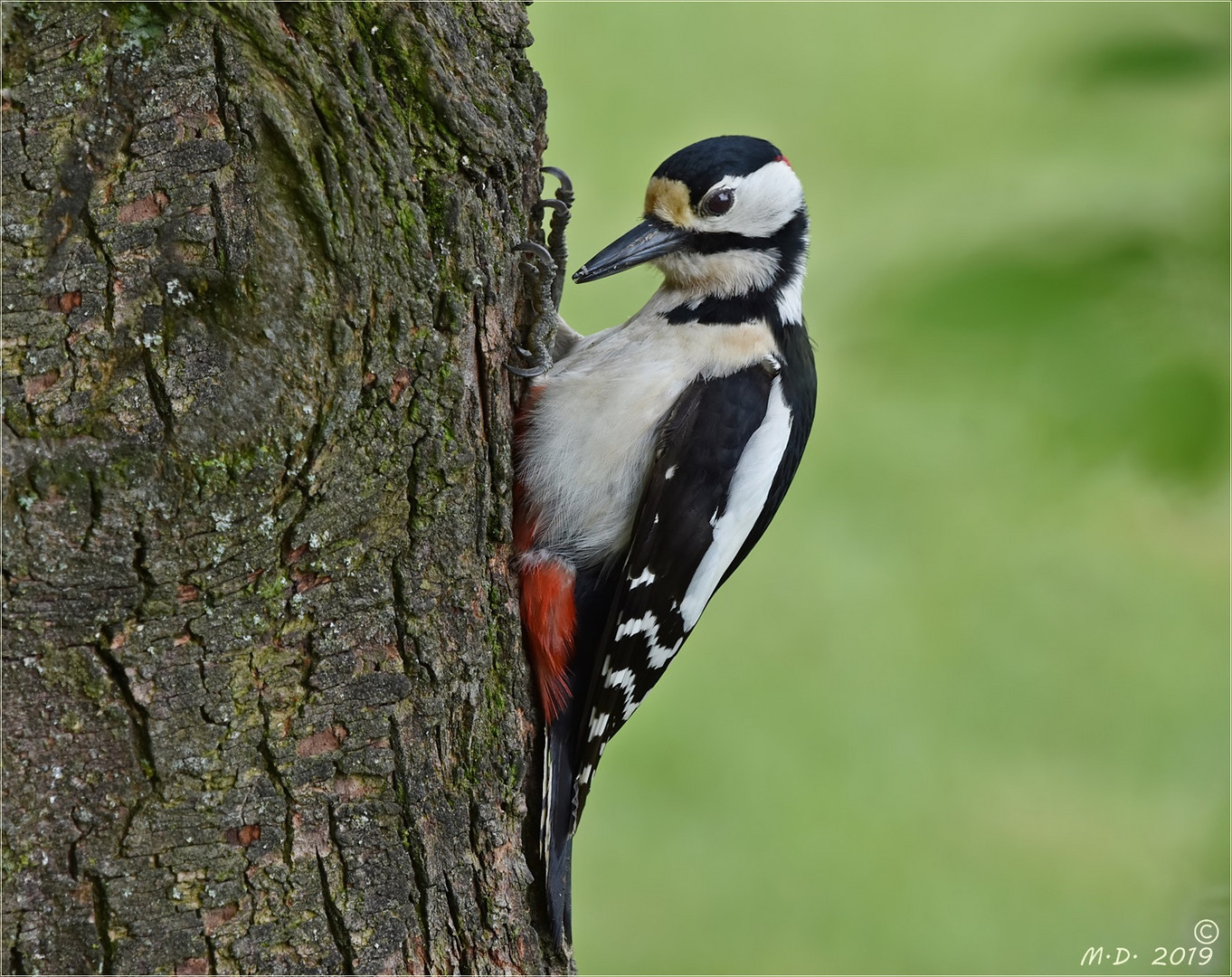 * Woodpecker *