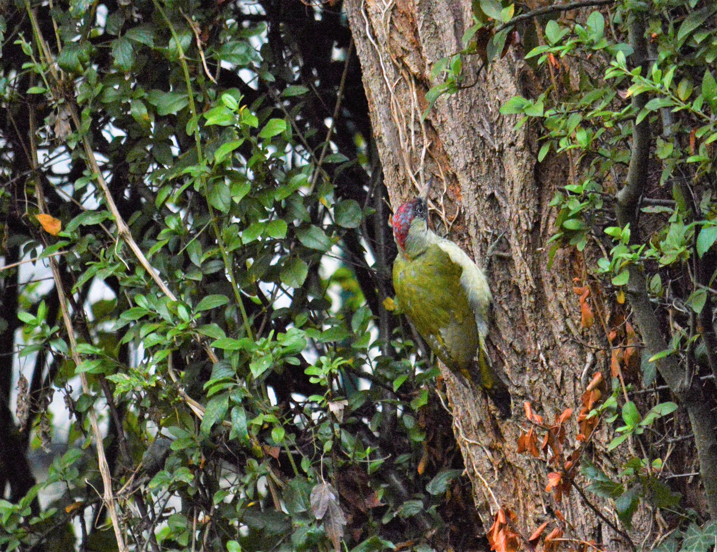 Woodpecker