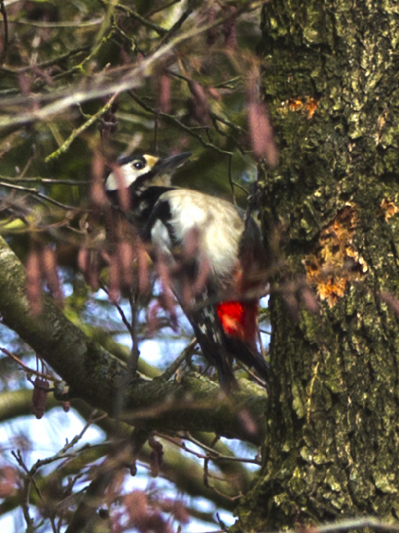 Woodpecker