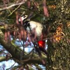 Woodpecker