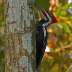 Woodpecker