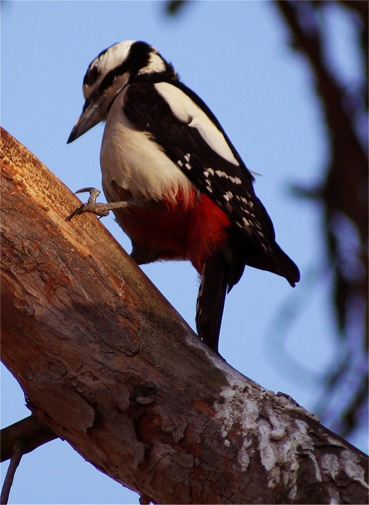 Woodpecker