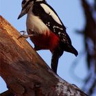 Woodpecker