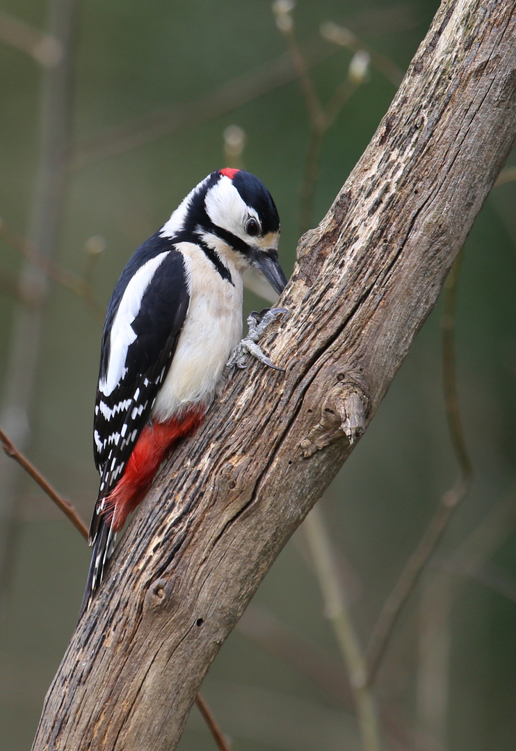 Woodpecker