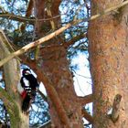 woodpecker