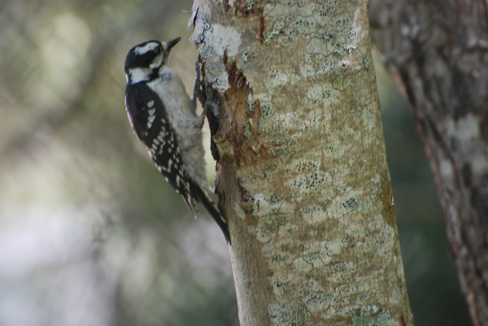 Woodpecker