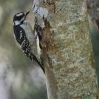 Woodpecker