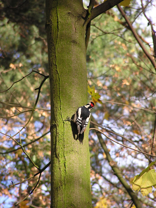 Woodpecker