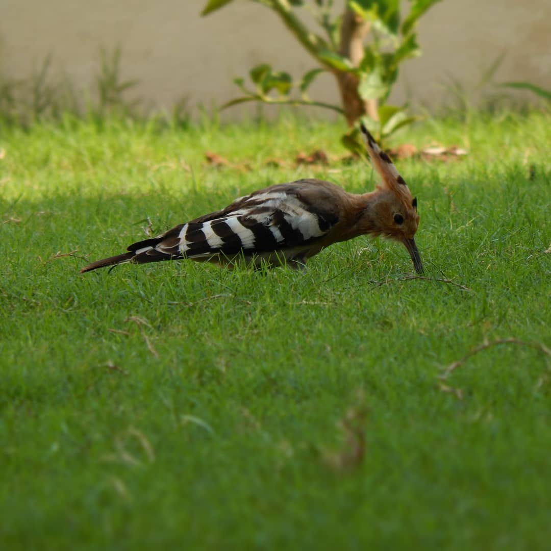 Woodpecker 