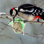 Woodpecker