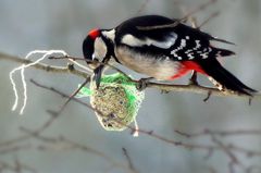 Woodpecker