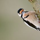 Woodpecker