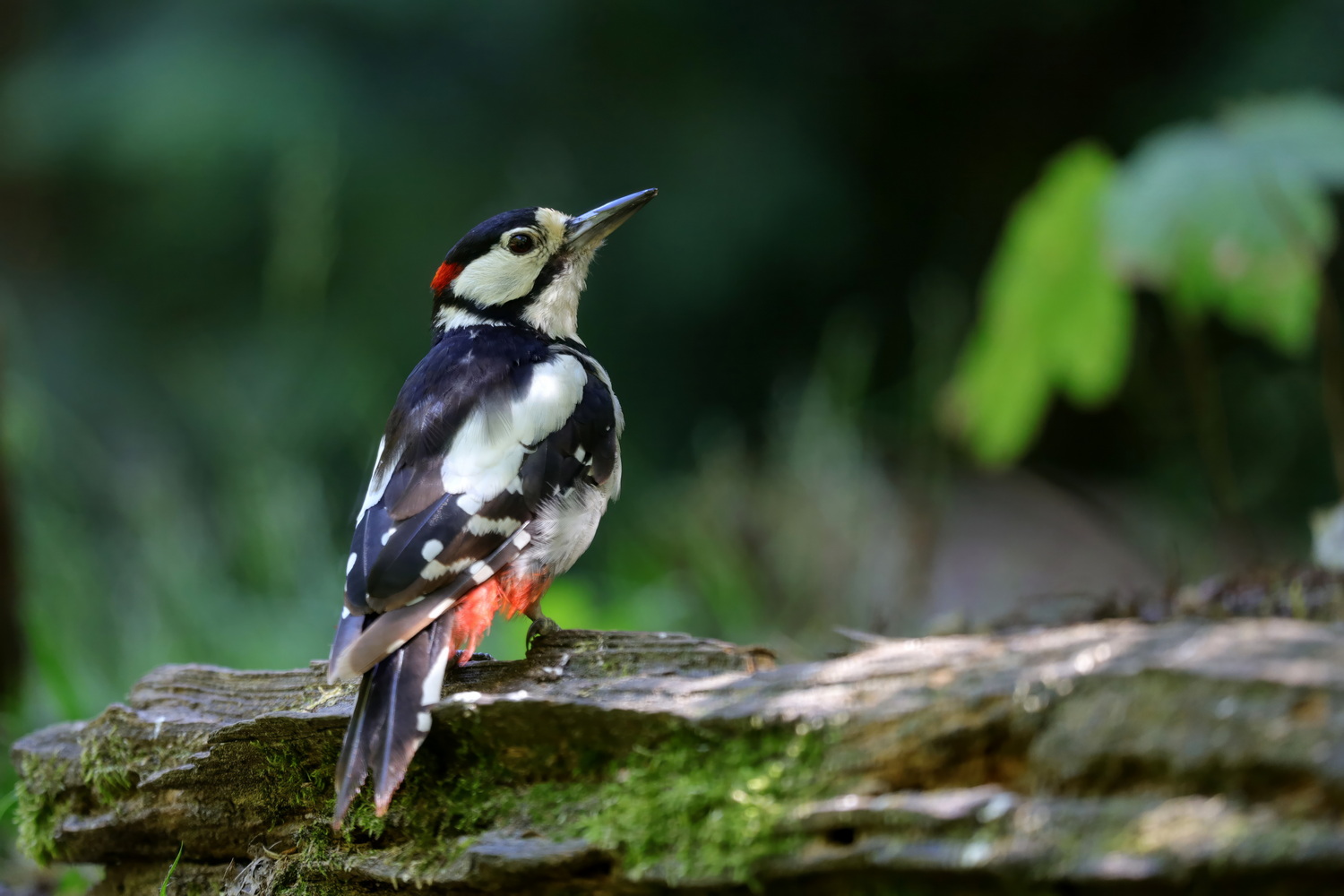 woodpecker