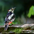 woodpecker