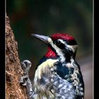 Woodpecker