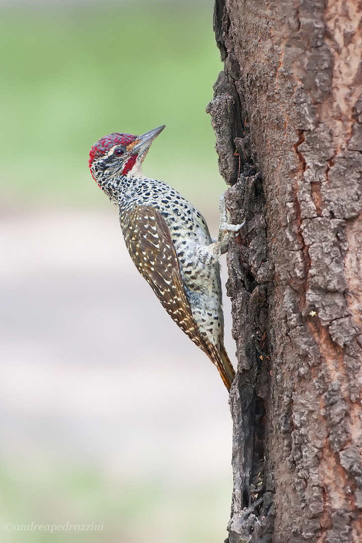 woodpecker