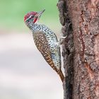 woodpecker