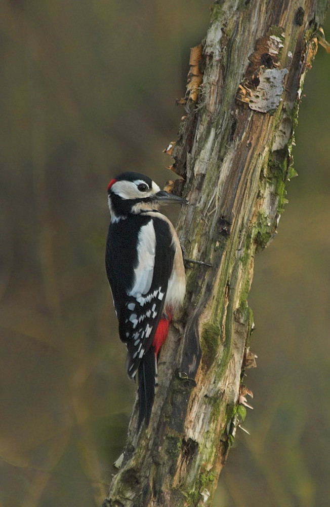 Woodpecker